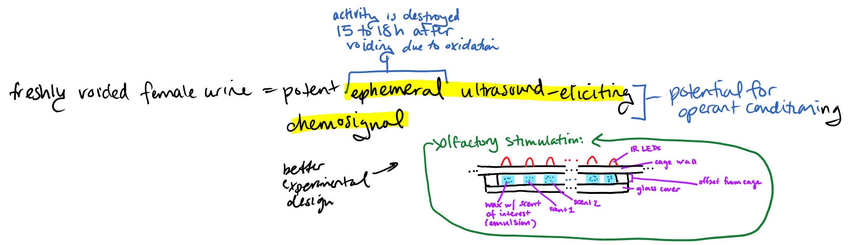 A handwritten note: "freshly voided female urine = potent ephemeral ultrasound-eliciting chemosignal", with a sketch of an olfactory stimulation device