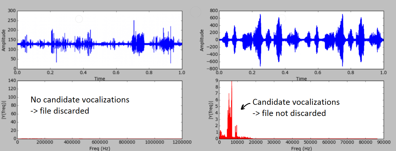 Two recordings side by side: on the left, amplitude and spectrum with nothing above the noise ("No candidate vocalizations, file discarded"); on the right, clear bursts and a spike in the spectrum ("Candidate vocalizations, file not discarded")