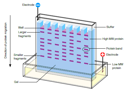 Image Source: PAGE Setup